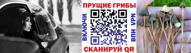 наркота  МЕГА онион  Галлюциногенные грибы прущие грибы  дарк нет официальный сайт  Бирюч 